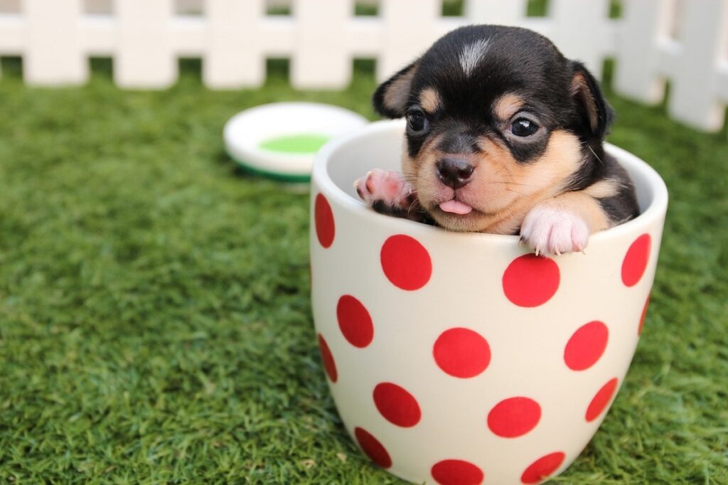 Qu'est-ce qu'un chien tasse de thé