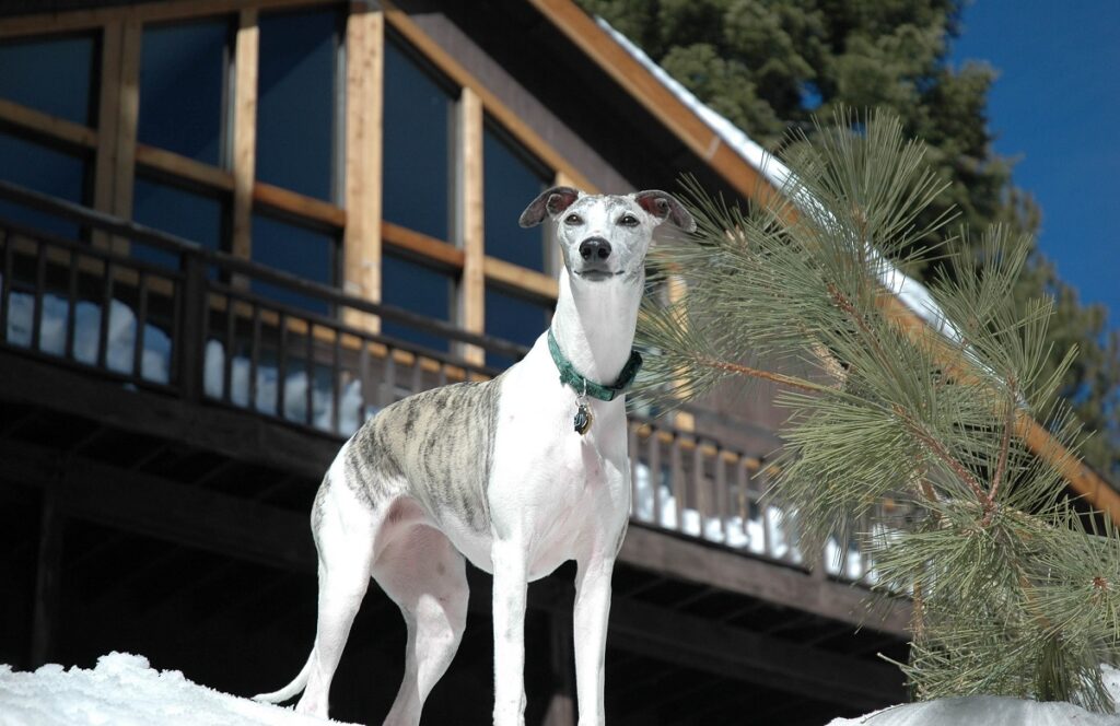 Race de chien Whippet