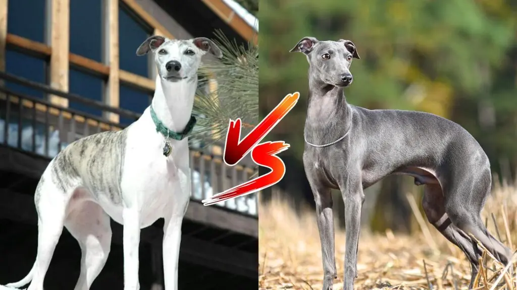 Whippet vs. Italian Greyhound 1