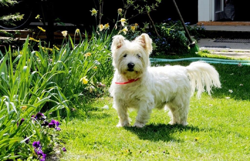 Terrier blanc