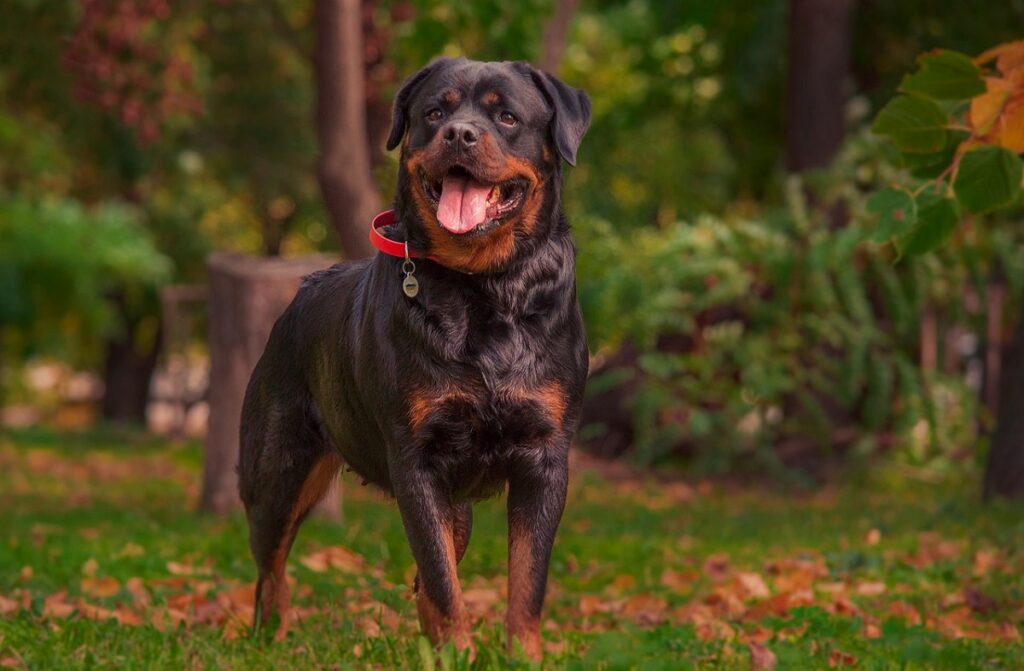 chiens esthétiques
