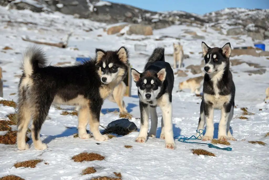 races de chiens d'Alaska