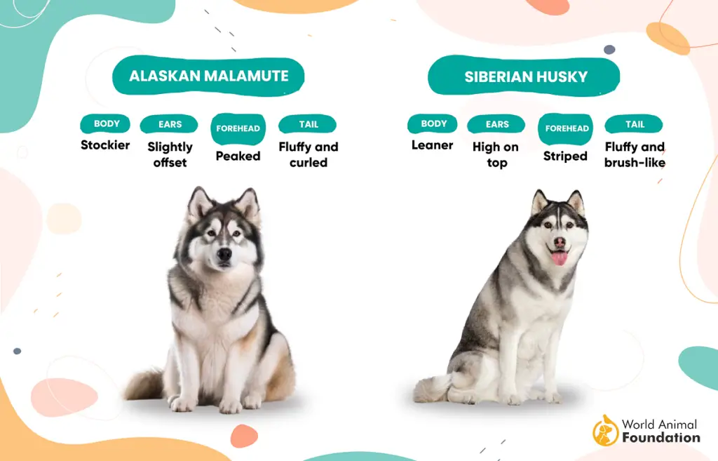 Malamute d'Alaska contre Husky