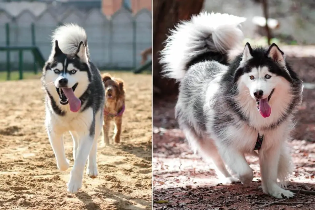 Malamute d'Alaska contre Husky