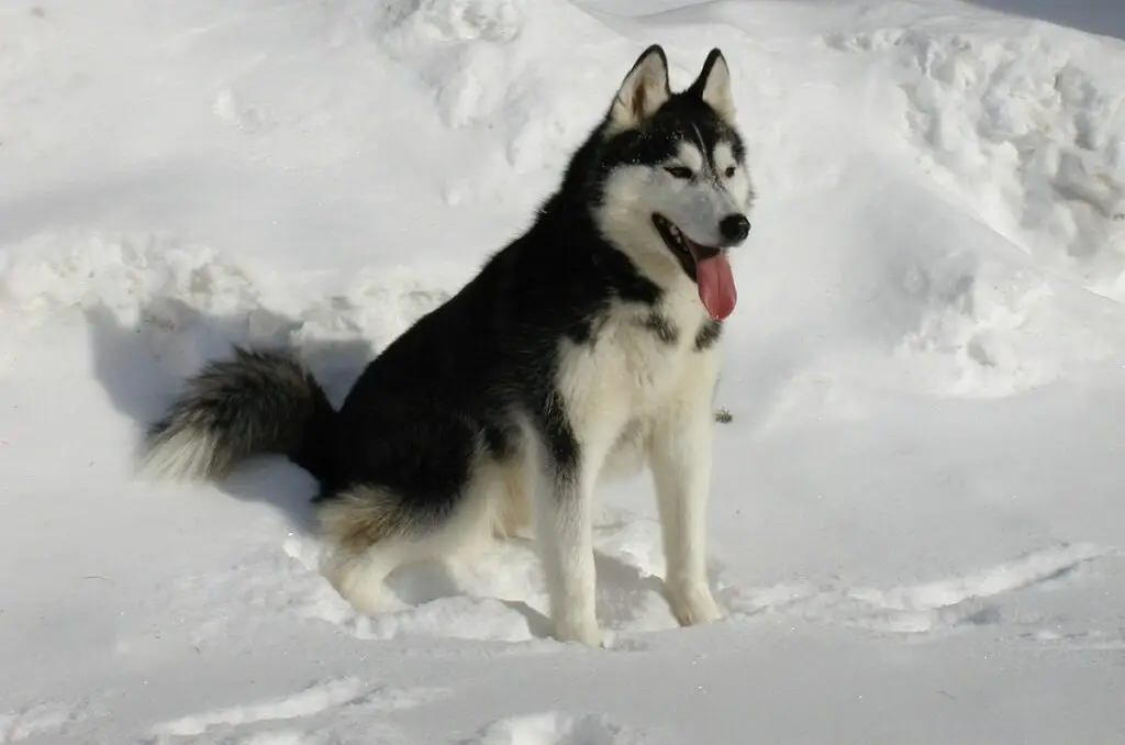 husky sibérien d'Alaska