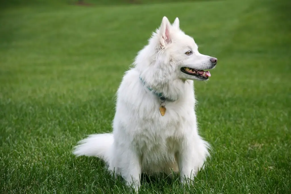 toutes les races de husky
