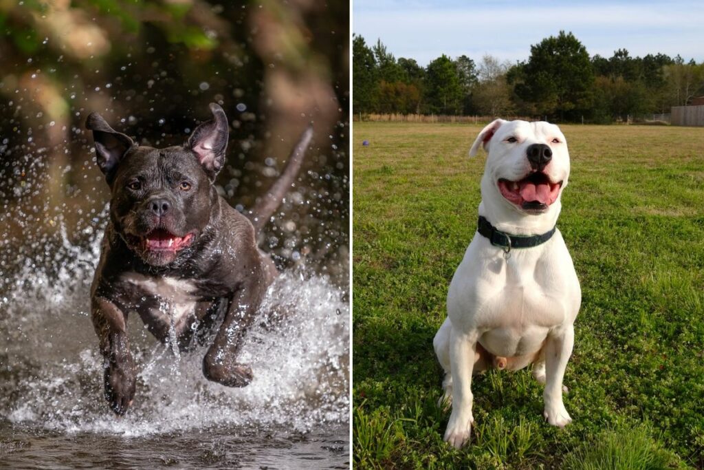 différence entre un tyran américain et un bouledogue américain