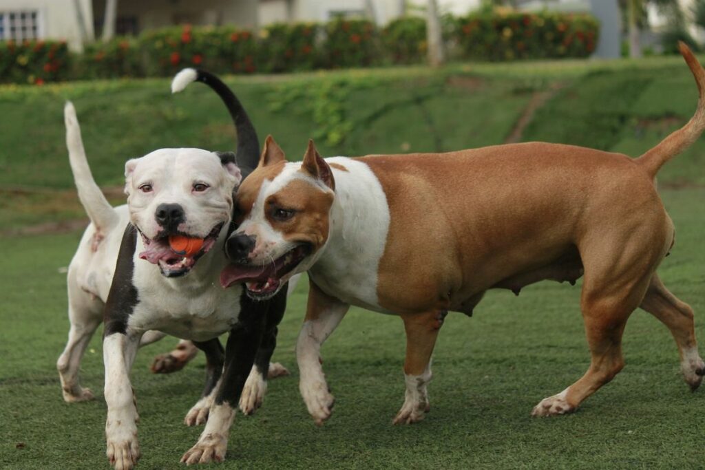 bouledogues américains et pitbulls