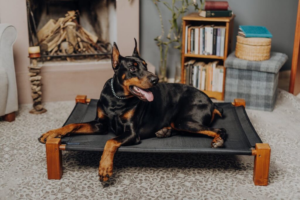 les dobermans sont-ils de bons chiens de protection