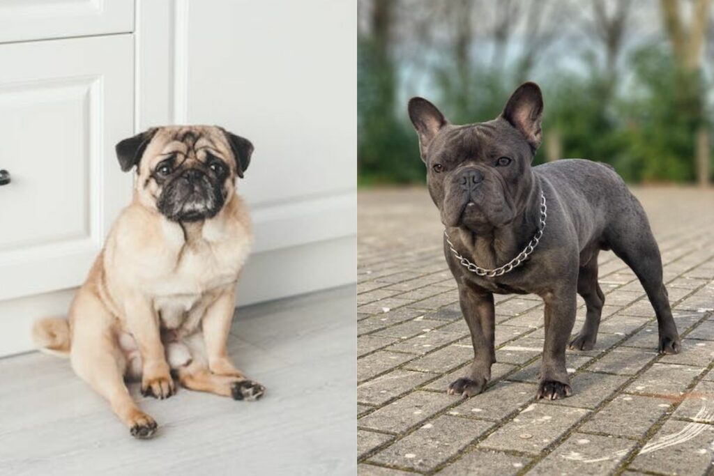 les bouledogues français sont-ils liés aux carlins