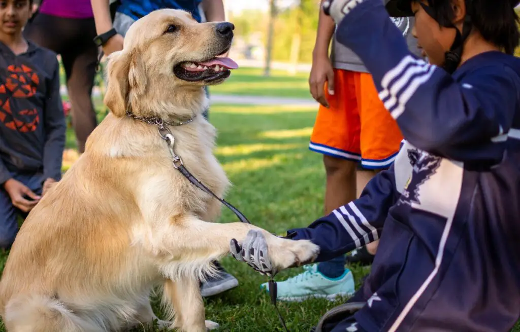 sont des laboratoires de golden retrievers
