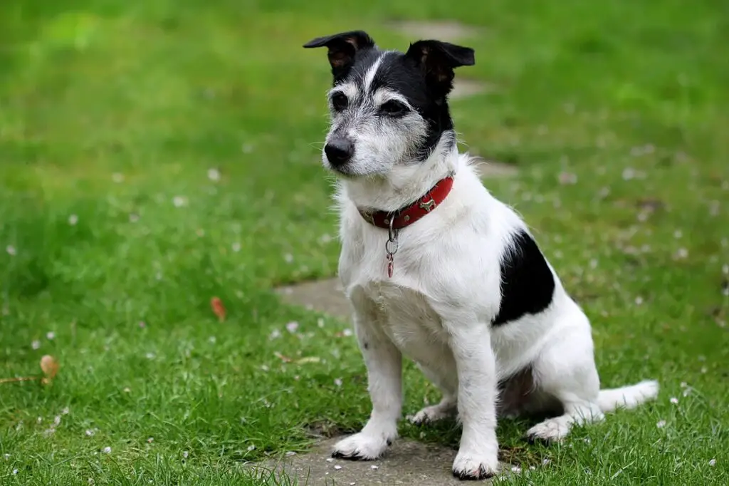 les Jack Russell sont-ils de bons chiens de garde
