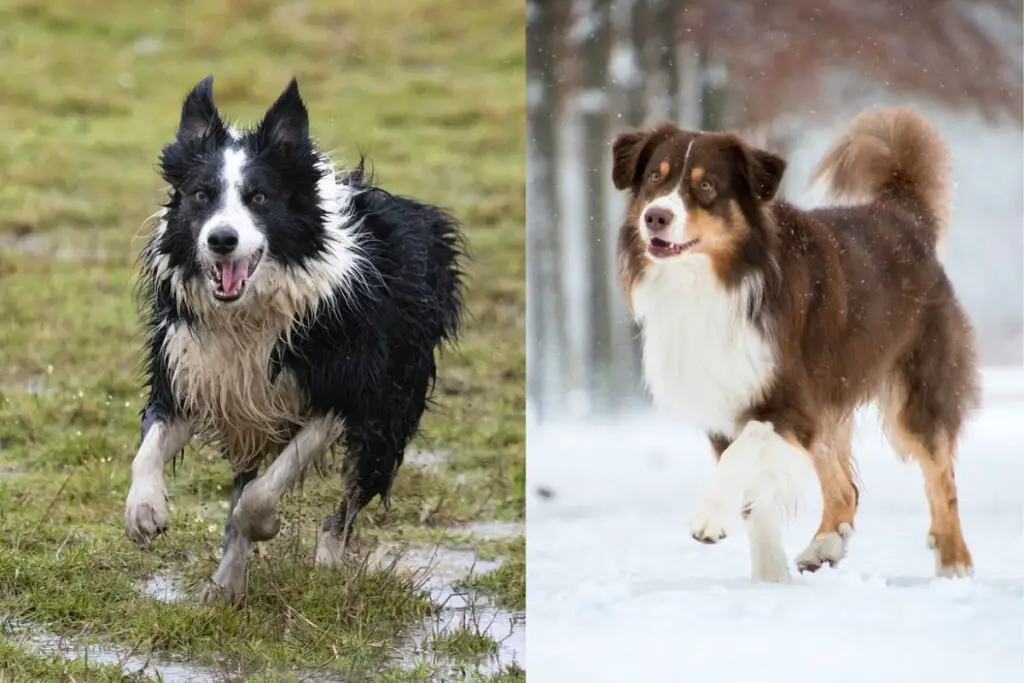 aussie contre border collie