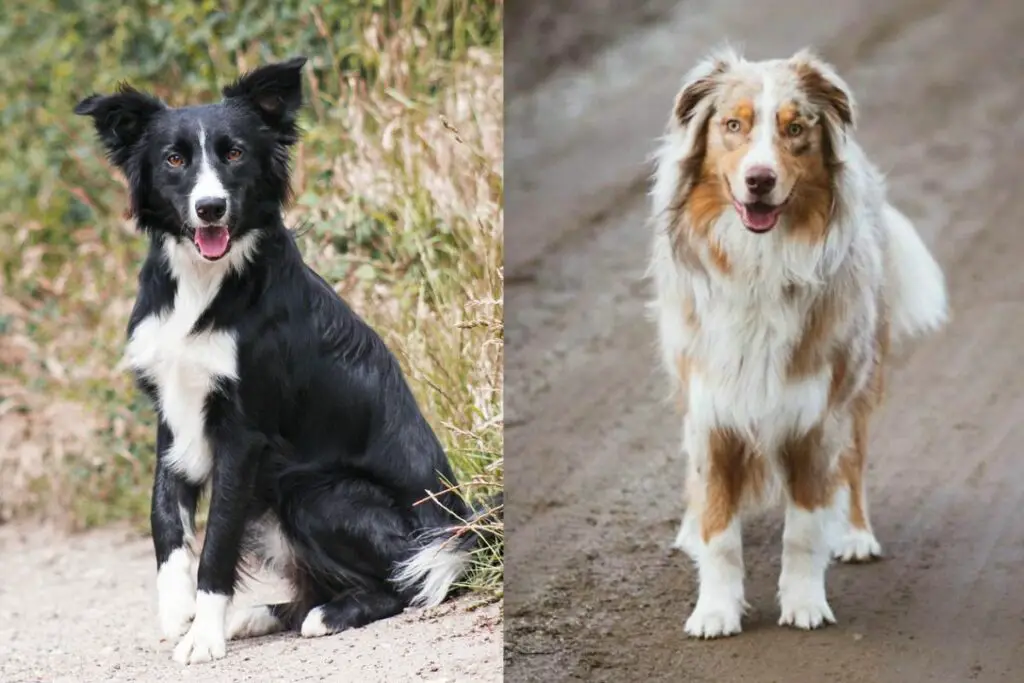 mélange de berger australien border collie