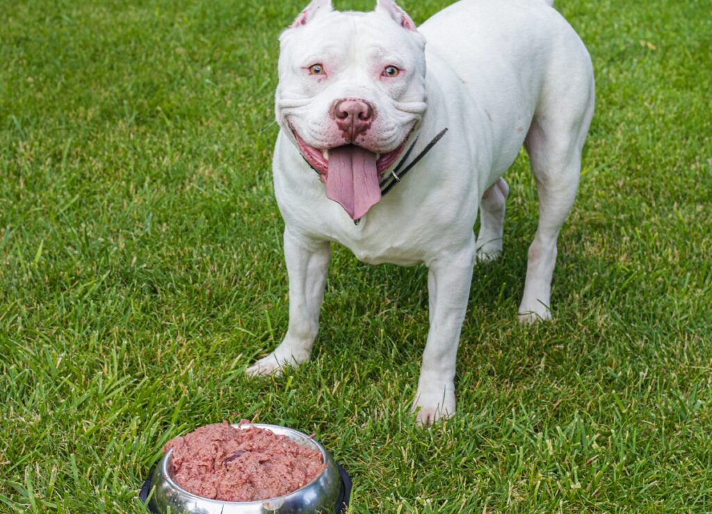 âge moyen d'un chien de taille moyenne