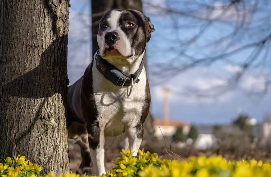 beaux gros chiens
