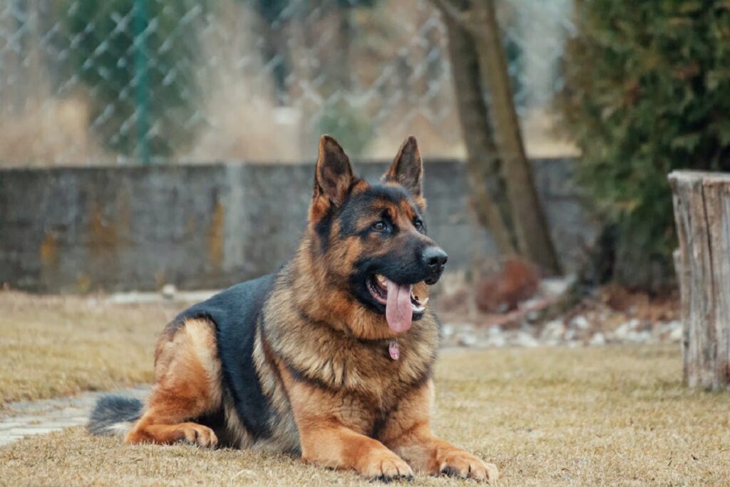 belles races de chiens