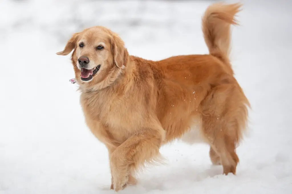 meilleures races de gros chiens
