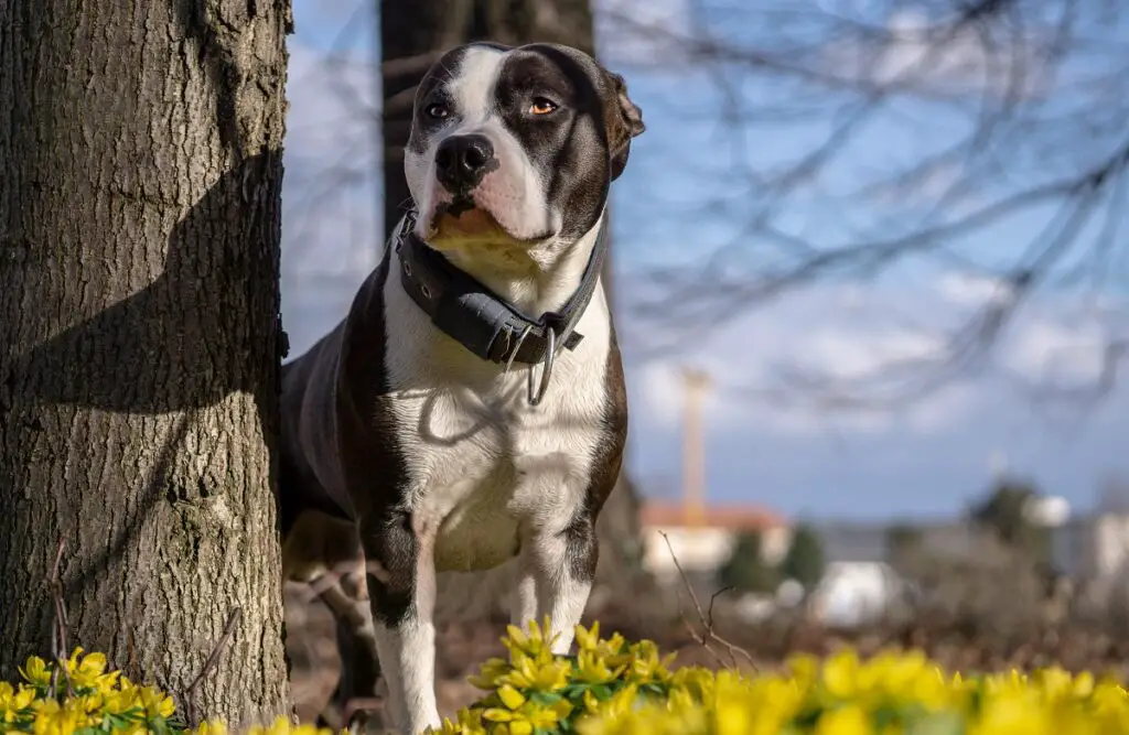 meilleure race pour chien d'assistance
