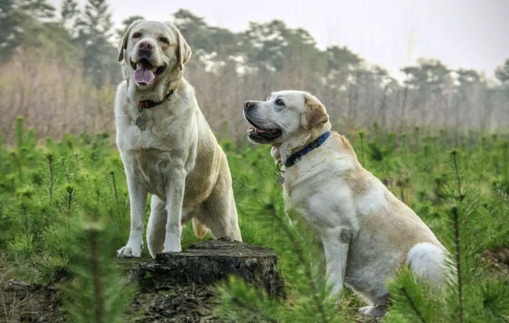 meilleures races pour chiens d'assistance
