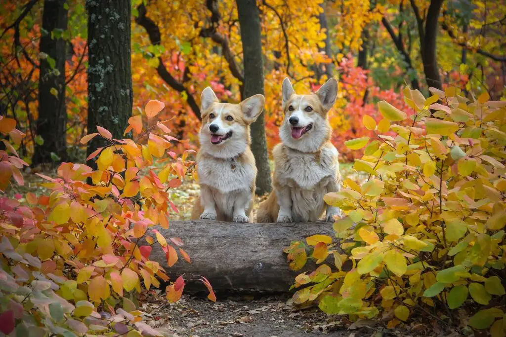 meilleures races de chiens
