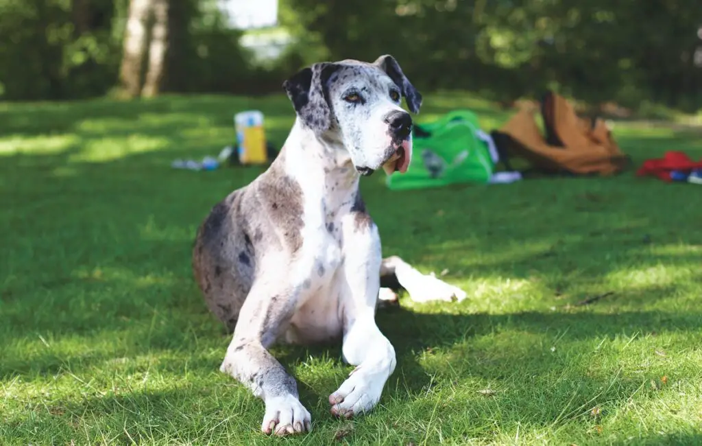 meilleures races de chiens pour chiens d'assistance
