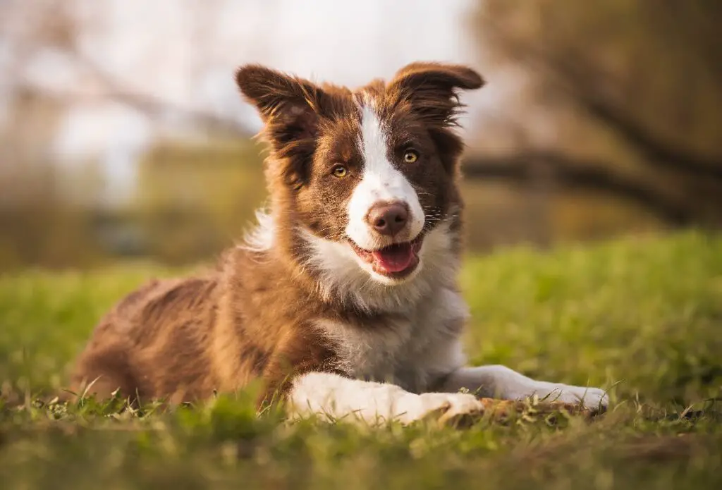 meilleur chien pour chien d'assistance
