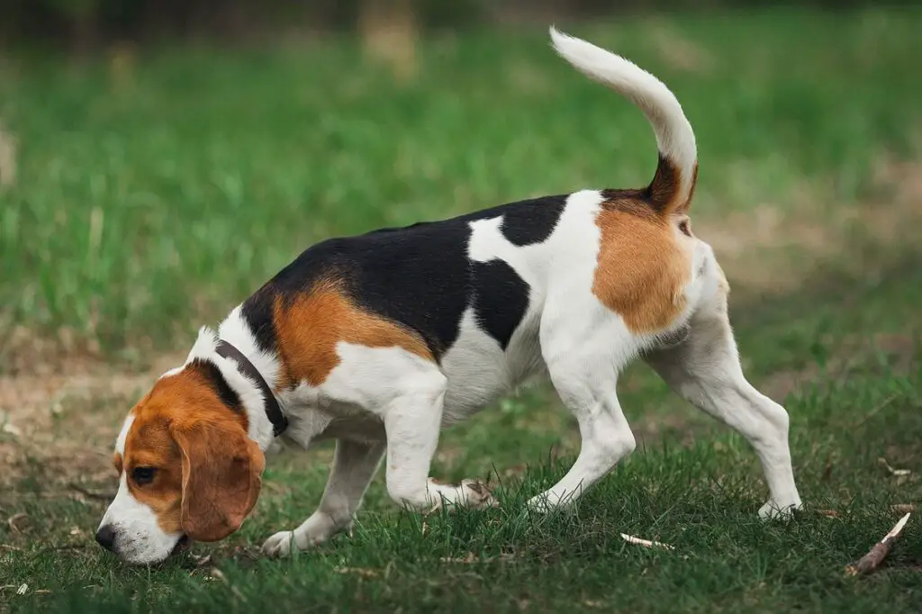 meilleurs chiens pour la chasse
