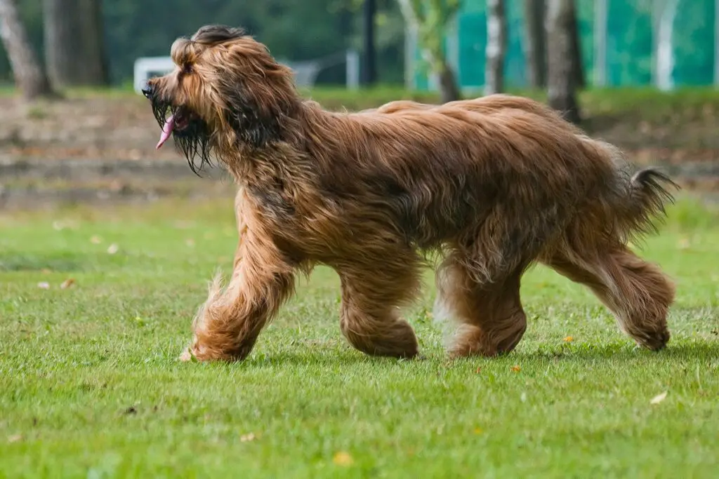 meilleurs chiens de berger pour le bétail
