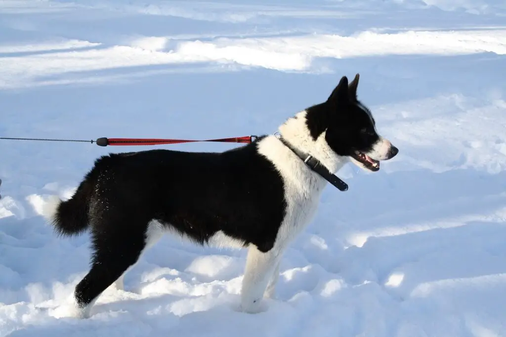 meilleurs chiens de chasse
