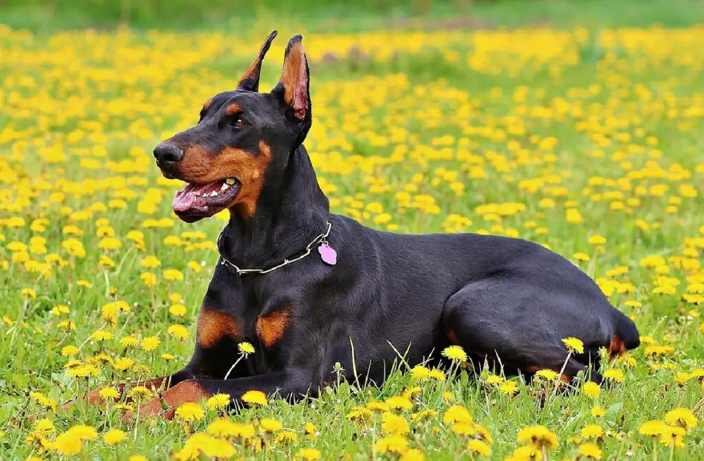 meilleures races de chiens de grande taille
