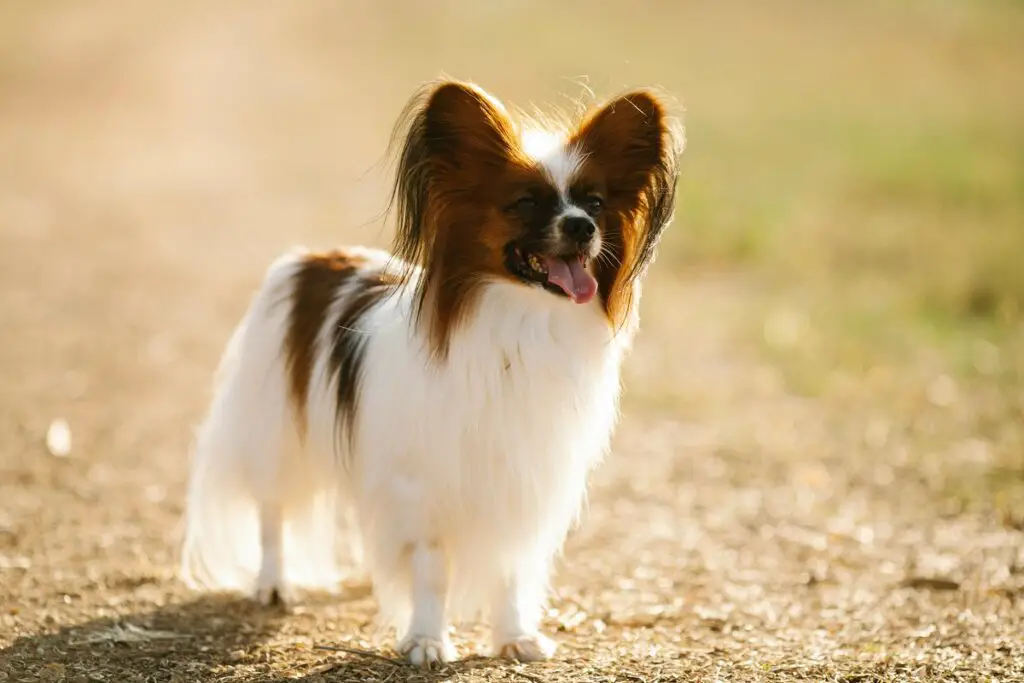 les plus belles races de chiens
