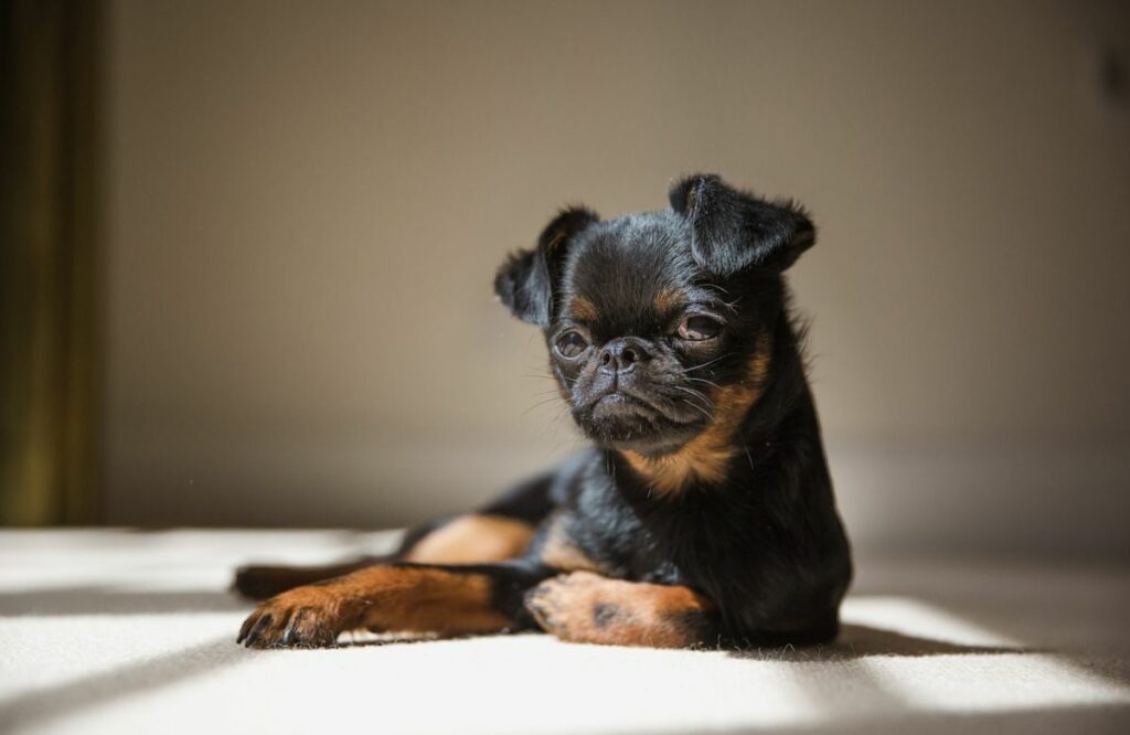 meilleur chien nécessitant peu d'entretien