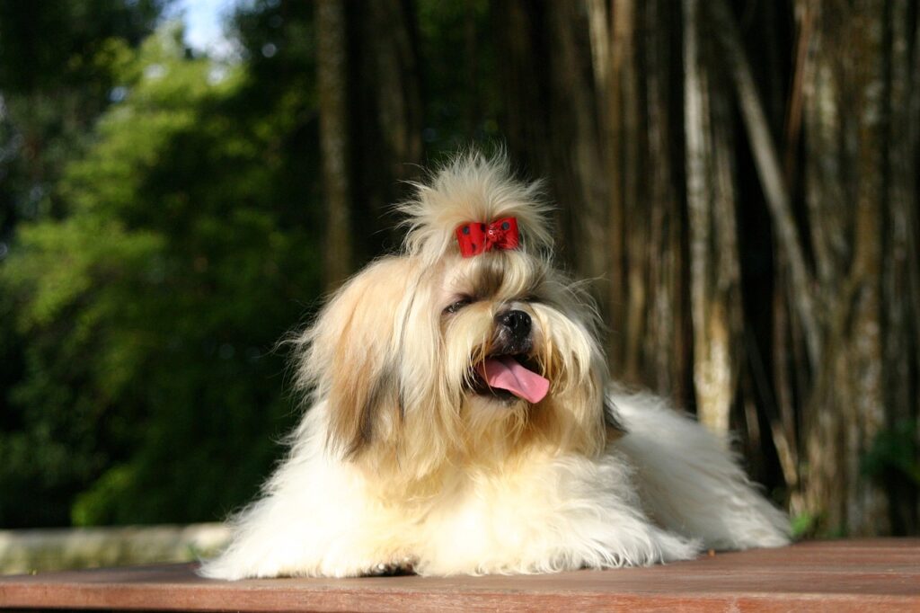 meilleurs chiens nécessitant peu d'entretien
