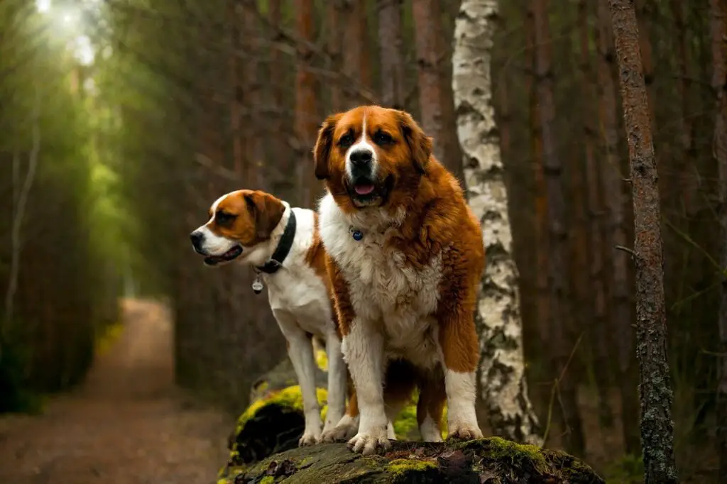 meilleures races de chiens fidèles
