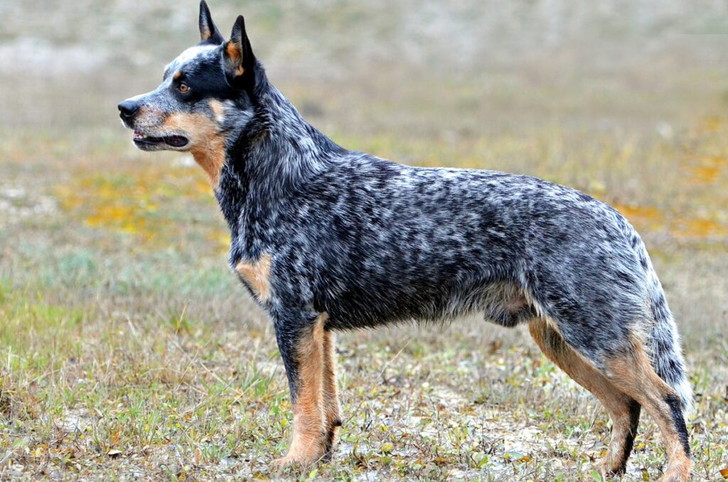 meilleures races de chiens de taille moyenne
