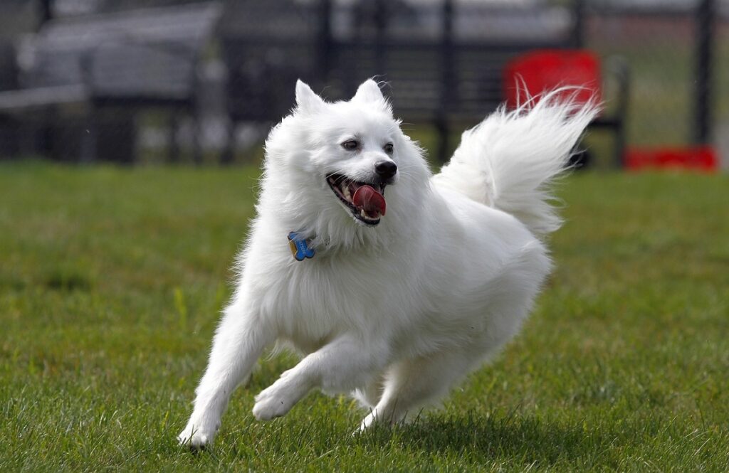 meilleurs chiens de taille moyenne
