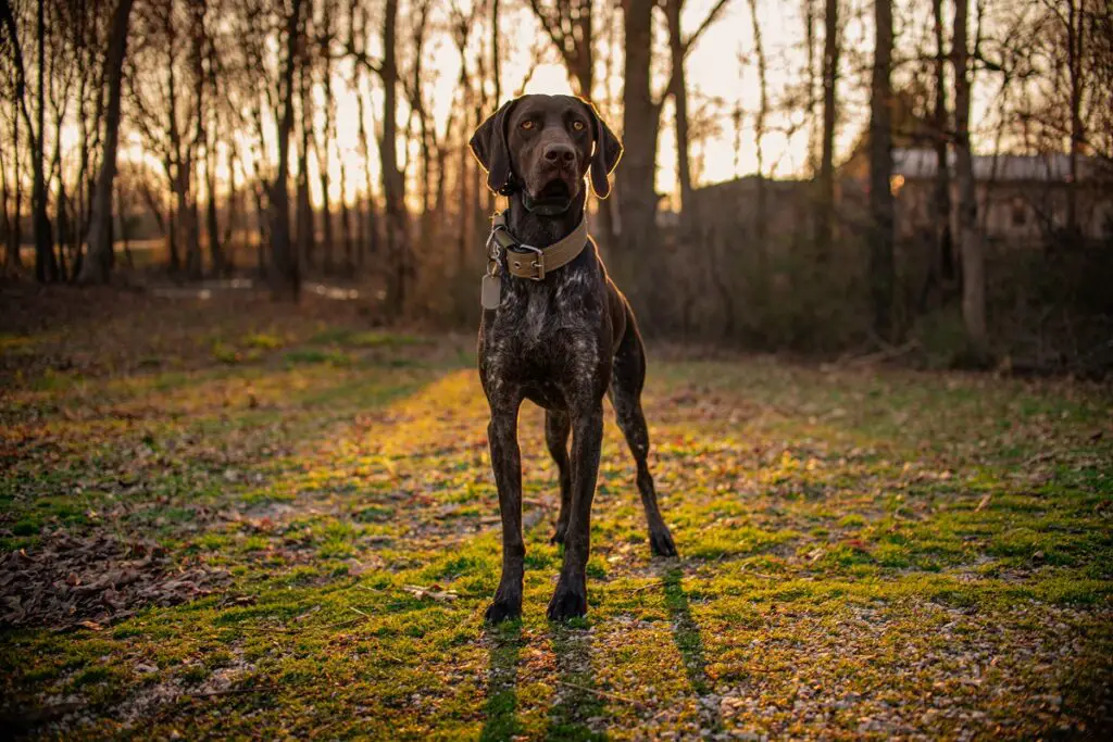 meilleure race de chien de taille moyenne
