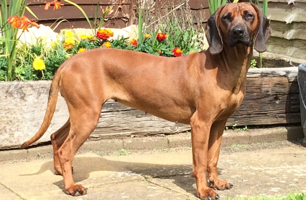 meilleurs chiens de famille de taille moyenne
