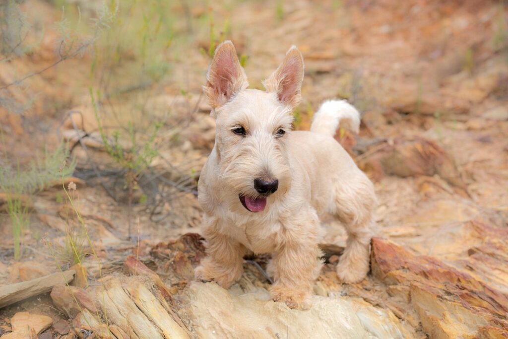 meilleurs chiens de famille qui ne muent pas
