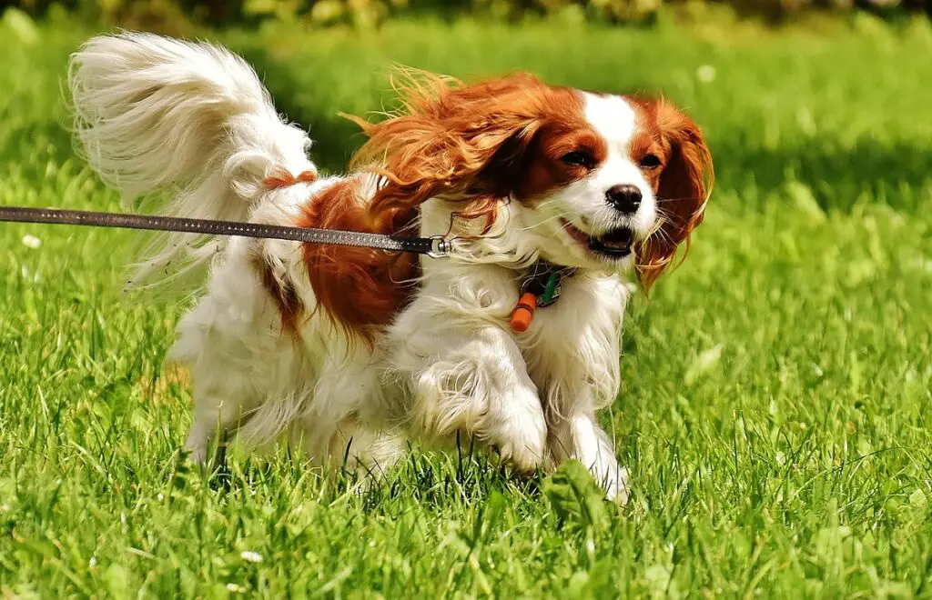 meilleures races de chiens de service psychiatrique
