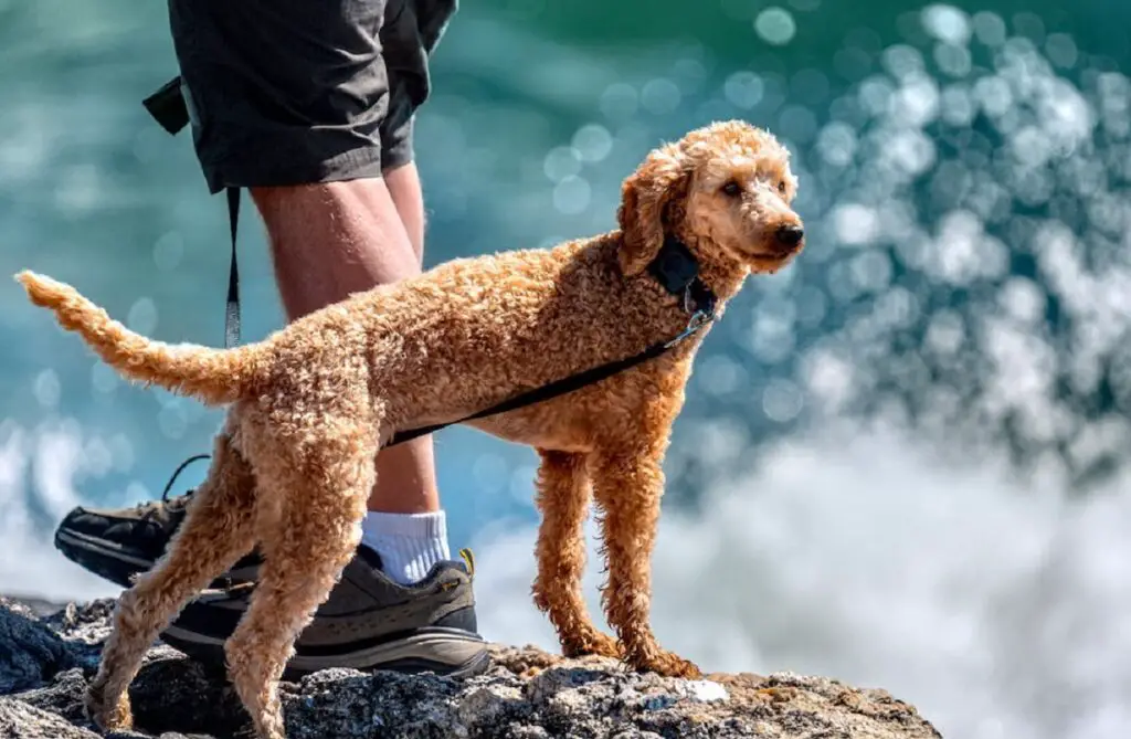 meilleurs chiens d'assistance
