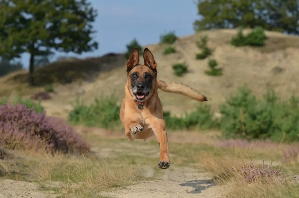 meilleur chien de berger
