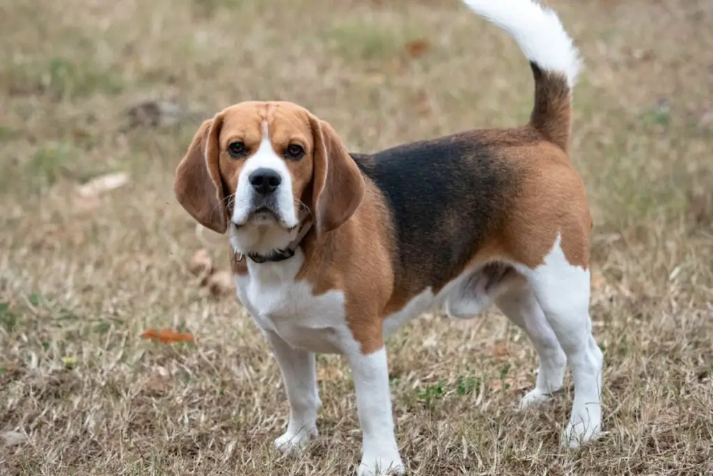 meilleur petit chien pour se protéger
