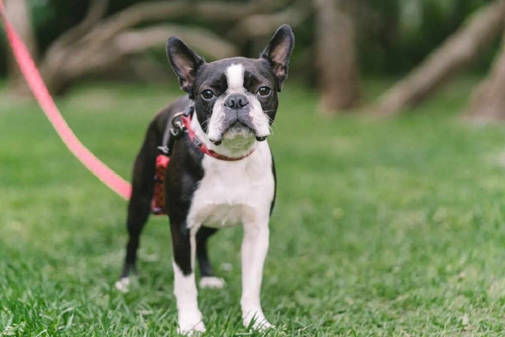 meilleurs petits chiens de garde
