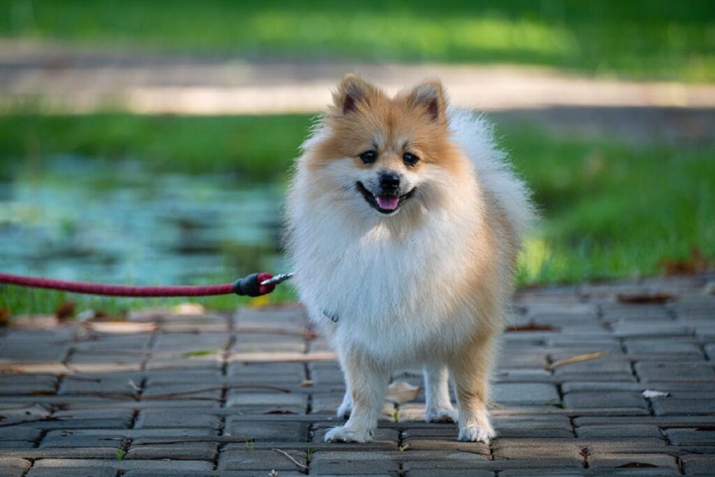 meilleurs petits chiens de protection
