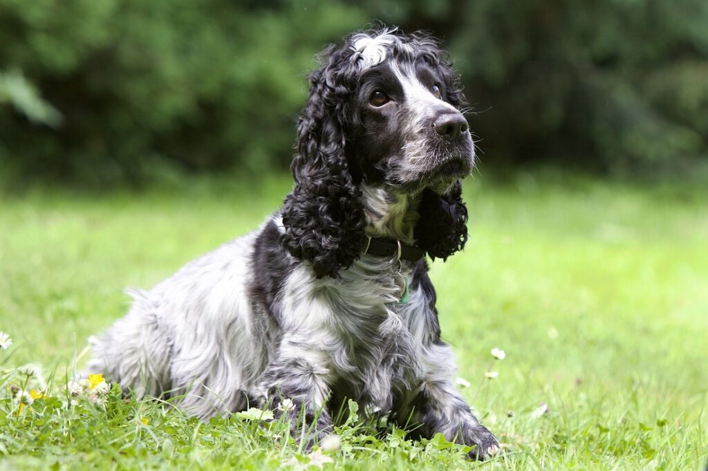 meilleurs chiens de garde de petite à moyenne taille
