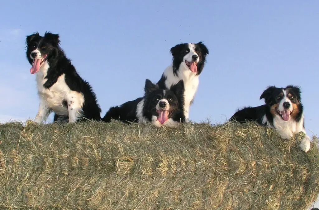 meilleurs chiens de tempérament
