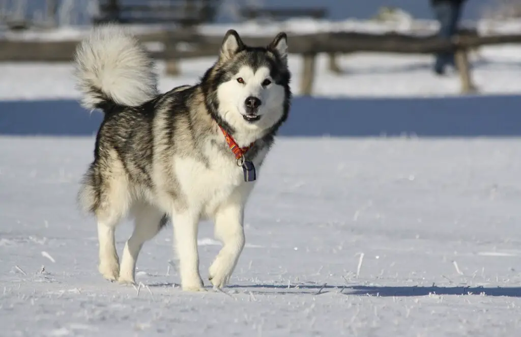 gros chien d'Alaska
