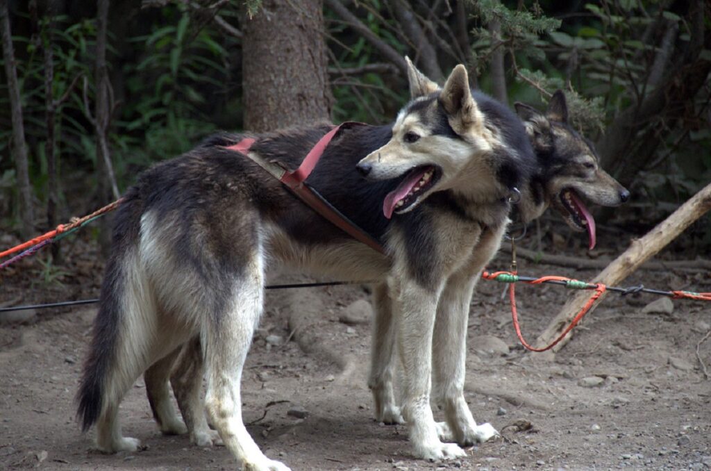 gros chien d'Alaska